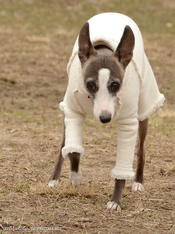 Pino Italian Greyhound